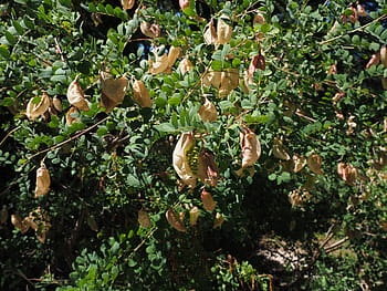 yellow bubble shrub, bush, colutea arborescens, fabaceae, faboideae, legume, tree, fruits, rispig, blow, balloon