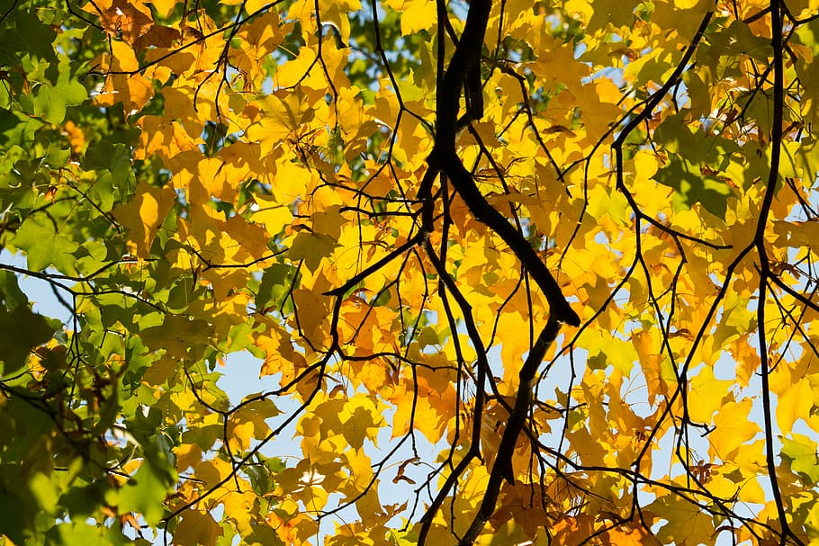 autumn, leaf, yellow, leaves, golden autumn, leaves in the autumn, fall foliage, nature, colors of autumn, golden, blue sky