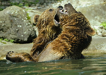 Brun, bjørne, kampene, legeme, vand, bære, brun bjørn, ursus arctos, Zoo, sprøjt, indsprøjte