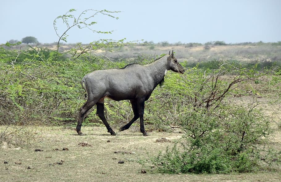 nilgai, antilopa, zvíře, divoký, modrý býk, boselaphus tragocamelus, největší, asijské antilopy, mammalia, bovinae, fauna