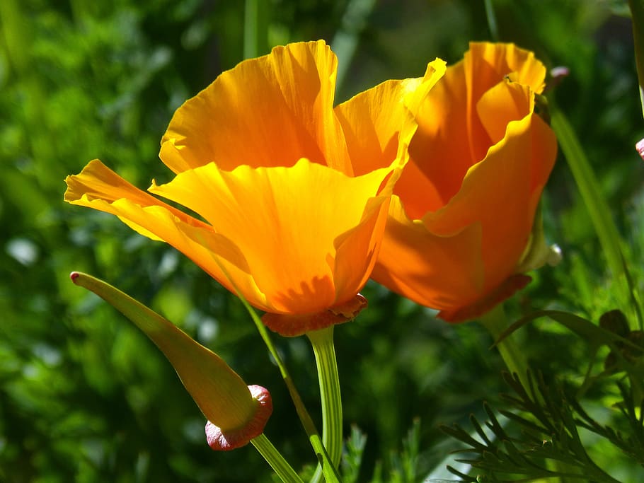 eschscholzia californica, Kalifornie mák, žlutý mák
