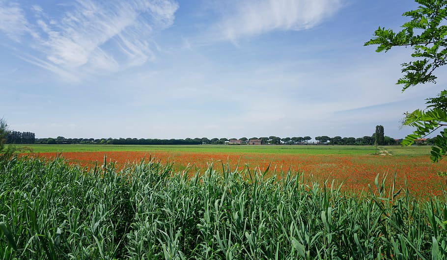 ポピー、 ケシの花、 イタリア、 カヴァッリーノ、 風景、 初夏、 ケシのフィールド