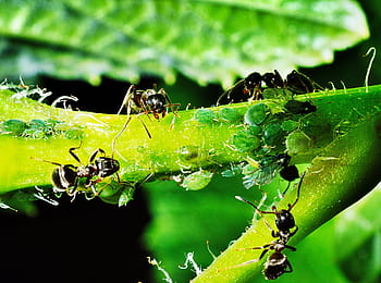 black, bullet ants, green, leaf, aphids, insects, ants, reproduction of, nature, the shepherd, child care