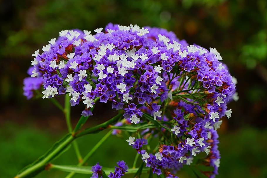 okřídlený pláž lilac, květ, limonium sinuatum, pláž lilac, limonium, rostliny s kořeny, plumbaginaceae, modrý, fialový, bílý, okrasné rostliny