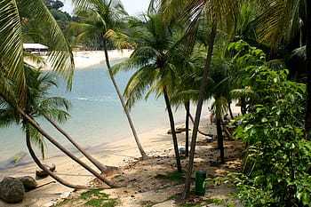 aerial, view, coconut trees, seashore, tropical, beach, bay, secluded, water, palm trees, paradise