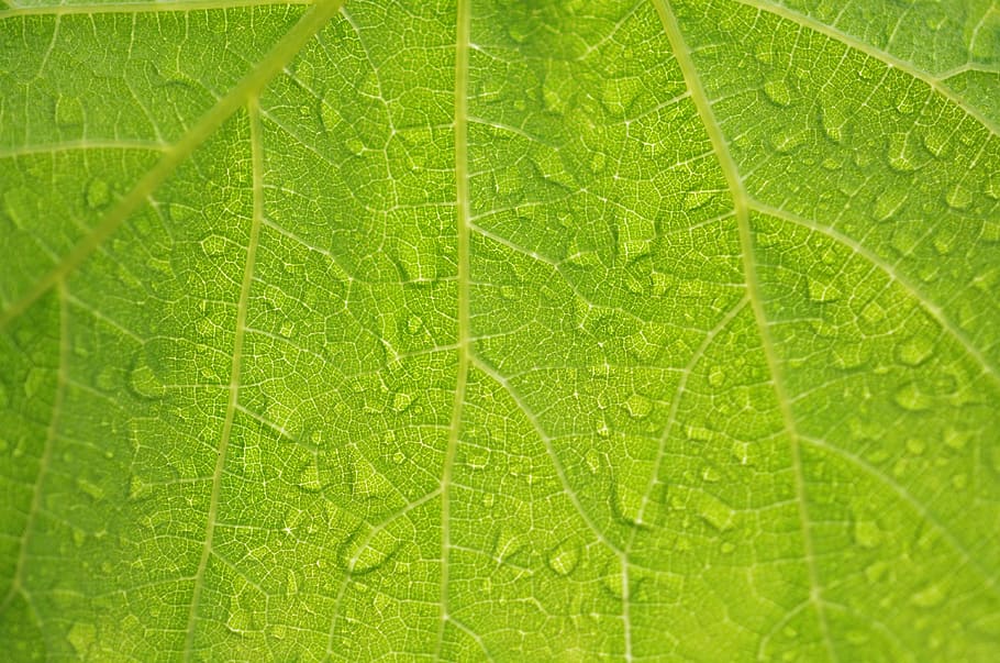 macro photography, leaf, droplet, Water, Drop, Nature, Wet, Macro, water, drop, rain, garden
