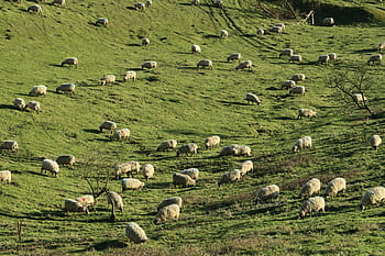 herd of sheep, animal, photography, herd, sheep, green, grass, highland, large group of animals, animal themes, livestock