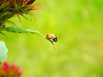 무당 벌레, 코시 넬리 대, 갑충, 탤 트론, siebenpunkt 무당 벌레, 시벤 펀크, coccinella septempunctata, 카네이션, 꽃, 빨간, 돔 모양의