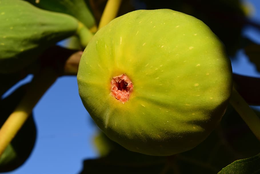 fig, green, fruit, real coward, fig tree, food, eat, fig fruit, nature, tree, mediterranean