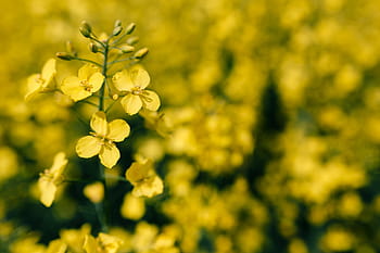 campo de estupro, ensolarado, dia, estupro, campo, dia de sol, verão, flor, amarelo, fundo, natureza