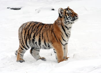 braun, Weiß, Tiger, Stehen, Schnee, bedeckt, Boden, tagsüber, Tigerjunges, Winter, suchen