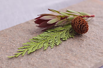 šišky, list, přírodní prvky, rustikální dekor, stálezelené listí, venkovní fotografie, přírodní zátiší, uspořádání šišky, zeleň, botanická fotografie, sezónní výzdoba