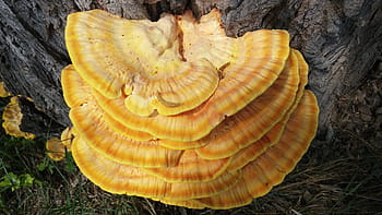 baumschwamm, reishi, střední síra ovinus, parazit, houba, listnatý strom, v nauen, horní Bavorsko, neuötting, perach