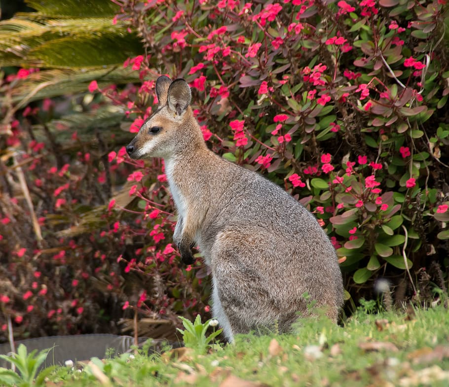 wallaby, mladý, rednecked wallaby, hnědý, Šedá, srst, Austrálie, Queensland, vačnatec, divoký, klokan