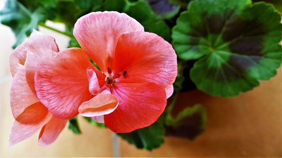 flower, nature, plant, garden, leaf, fulfillment, petal, floral, season, decoration