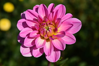 セレクティブ、 フォーカス、 ピンク、 花びらの花、 フル、 ブルーム、 ダリア、 花、 ダリアの庭、 夏の終わり、 植物