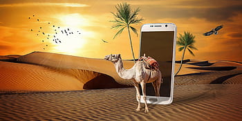 manipulation, camel, phone, desert, birds, palm tree