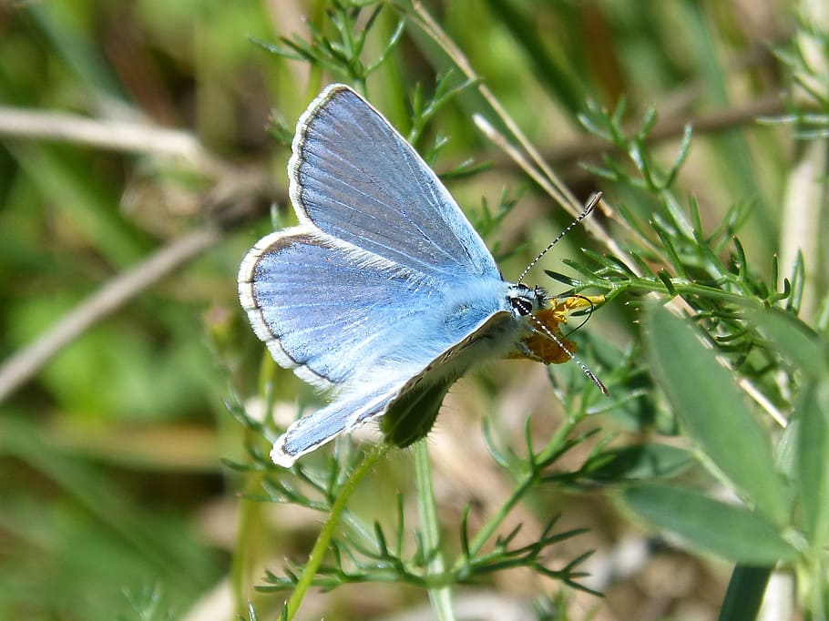 butterfly, blue butterfly, blaveta of the farigola, pseudophilotes panoptes, libar, one animal, insect, animal themes, animals in the wild, nature, close-up