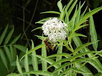 Příroda, volně žijících živočichů, včela, starší trpaslík, volucella zonaria, sambucus ebulus, danewort, dane plevel, venku