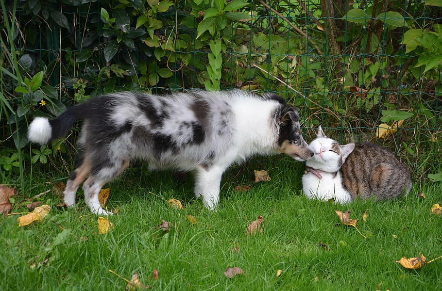 short-coated, black, white, dog, short-fur, cat, domestic animal, animals, nature, grass, animal themes