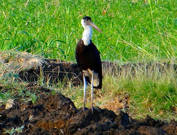 gyapjúnyakú gólya, püspök gólya, fehér nyakú gólya, ciconia episcopus, gázlómadár, madár, gólya, Ciconiidae, Aves, India, vadvilág