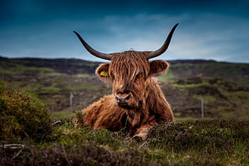 brown yax, beef, scotland, highland beef, cow, ox, meadow, landscape, scotland beef, horns, graze