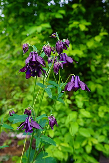 columbine, blossom, bloom, common akelei, garden plant, plant, violet, blue violet, poisonous plant, hahnenfußgewächs, flora