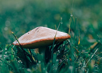 brown, mushroom, grass, selective, focus, photography, field, wild, mushrooms, green, nature