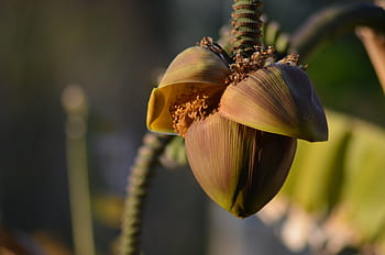 banana, diet, banana diet, banana flower, fruit, food, costs, smoothie, organic, natural, vitamins