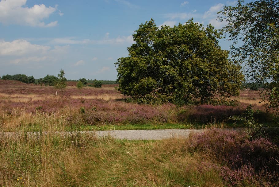 Heide, květ, veluwe, cesta, silnice, krajina, Příroda, strom, Nizozemí