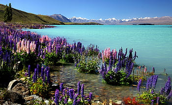 tropical, flowers, sea, ocean, coast, aqua, mountains, horizon, plants, exotic, island