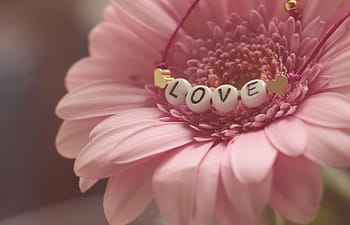 růžový květ, milovat, gerbera, květ, pocity, romantický, štěstí, nálada, růžový, růžová gerbera, náramek