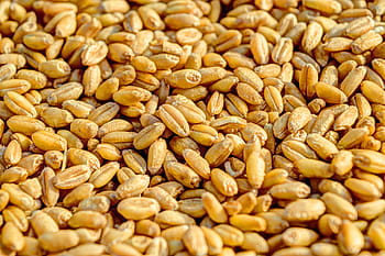 wheat grain, wheat, grain, agriculture, seed, crop, food, golden, harvest, nature, farm