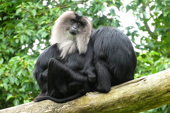wanderoe, baardaap, leeuwenstaartmakaak, macaco, scimmie, zoo, Blijdorp, Rotterdam, esotico