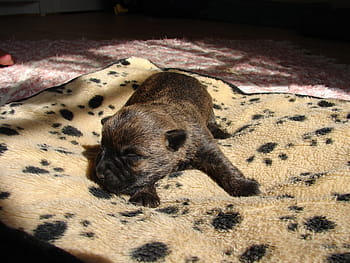 cairn terriers, dog, puppy
