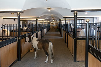 bílý, šedá, poník, vedle, dřevěný, klec pro koně, budova, stánek, koňská stáj, stud, reiterhof