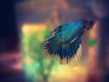 poisson de chasse gris, poisson, aquarium, coloré, betta, macro, nager, animal, poisson de combat siamois, multi couleur, la nature