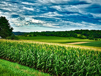 corn field, Wisconsin, Corn, Soybeans, Landscape, sky, clouds, agriculture, farm, country, rural