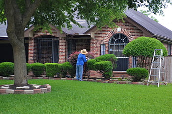gardener, hedge, trimming, garden, tree, flower, summer, contractor, mowing, home, house