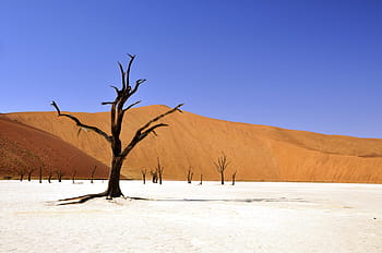 landscape photography, withered, tree, middle, desert, winter, namibia, dead vlei, deadvlei, clay pan, drought