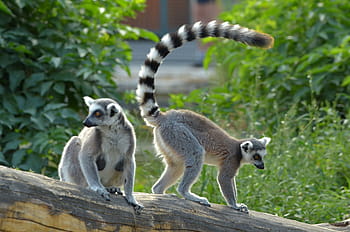 ring tailed lemur, zoo, lemurs, lemur catta, lemur, catta, mammal, ringed, striped, prosimian, tail