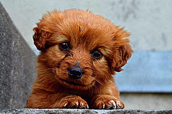 brown, labradoodle puppy, lying, gray, concrete, stair, animal, dog, puppy, cute