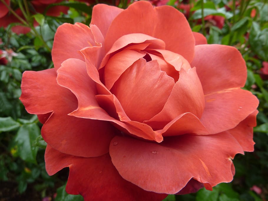 rød rose blomst, Rose, roser, flora, blomst, natur, makro, blomster, flor, duft, skønhed