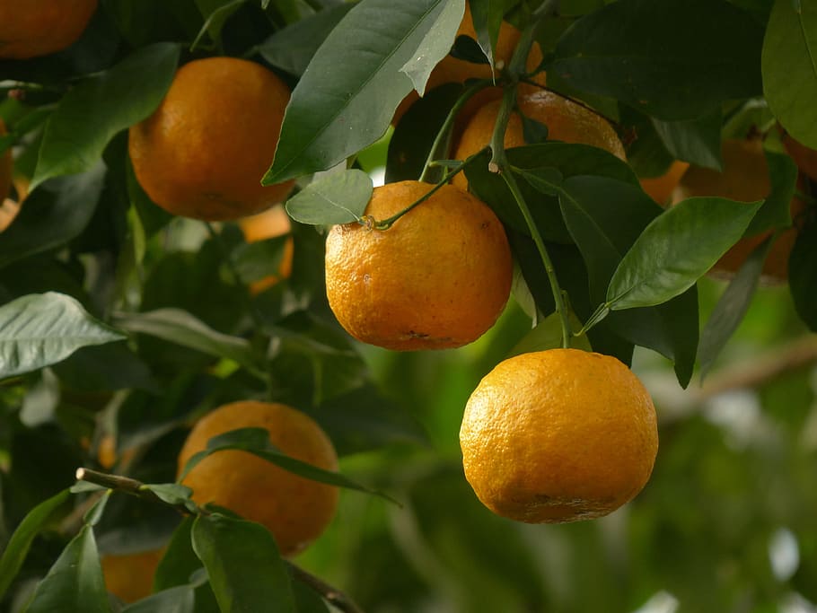 oranžový, strom, kůra, ovoce, hořké pomeranče, citrusové aurantium, seville oranžová, kyselá oranžová, citrus, oranžová podobná, baumfruecht