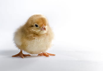 pulcino giallo, poco, carina, uccello, animale, dama, pollame, giovane, bambino, natura, minuscolo