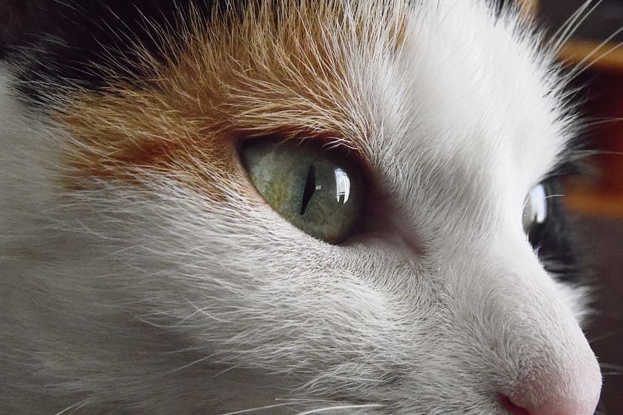 katze, cat, eyes, animal