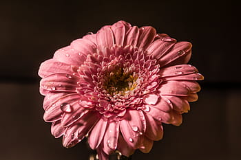 růžový, gerbera sedmikráska květ, zavřít, fotografování, květ, voda, kapky, růžové květy, Příroda, jaro, zahrada