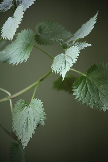 stinging nettle, plant, weed, burning hair, burn, urticaceae, urtica, leaves, shades of green, true leaves, urtica dioica