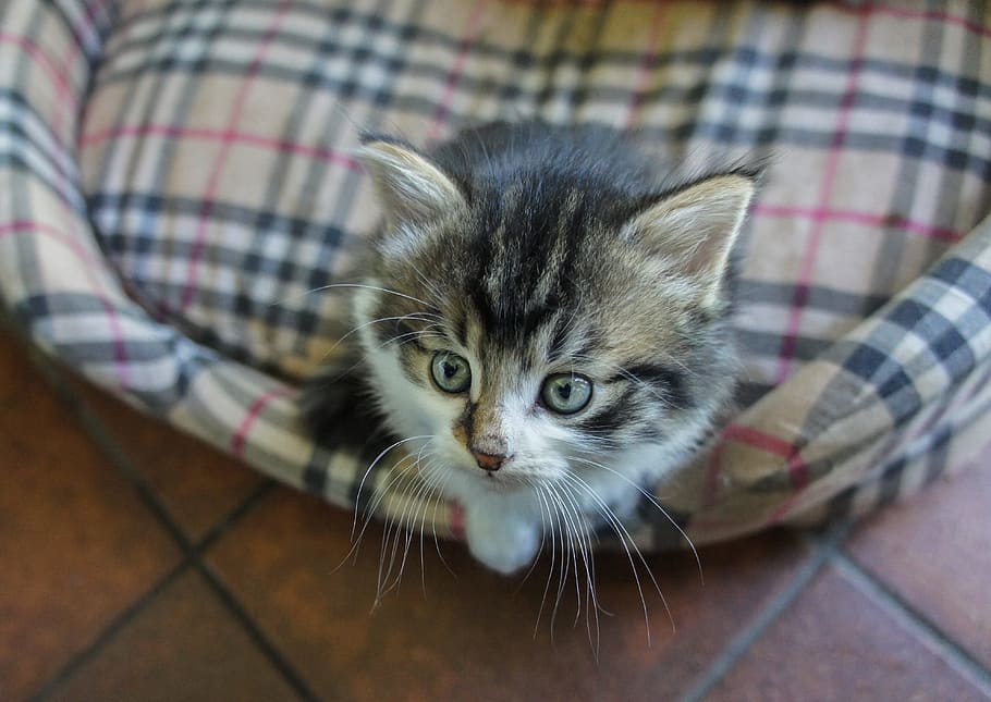 black, kitten, plaid, bed, cat, basket, cats, animal, pussy, young cat, young