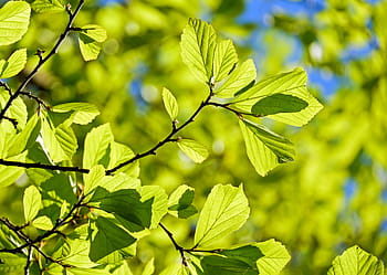 depth, field photography, green, leaf plant, persian oak wood, parrotia persica, leaves, tree, back light, bright, light